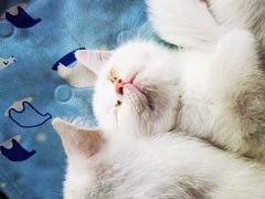 -天使宠物医院·犬猫分诊(彩虹店)