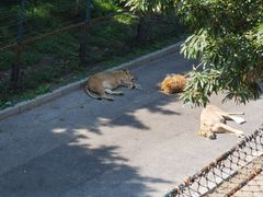 -大连森林动物园