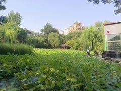 -莲湖公园