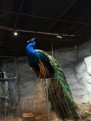 -Zoolung Zoolung动物主题公园(海信广场店)