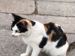 -洛阳桥