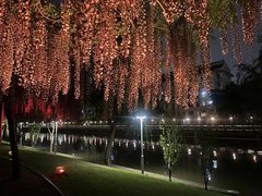 -嘉定紫藤园