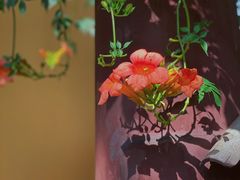 -龙华寺