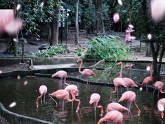 -清迈夜间动物园