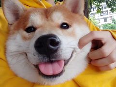 -柴犬高等学院·狗咖·柴犬售卖·宠物训练