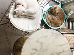 -有猫主题·治愈系猫咖(曾厝垵店)