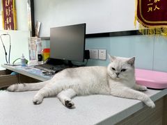 -嘉馨宠物医院·CT影像转诊·心脏科·犬猫全科诊疗中心(下沙大学城院区)