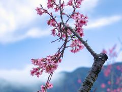 -深圳市中科院仙湖植物园