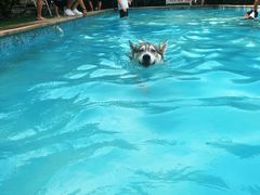 -汪说喵讲宠物乐园宠物酒店(红星美凯龙店)