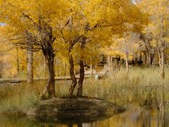 -金塔沙漠胡杨林景区