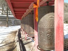 -塔尔寺菩提树