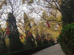 -大槐树寻根祭祖园