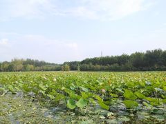 -东郊湿地公园