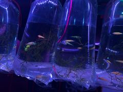 -中环花鸟鱼虫市场