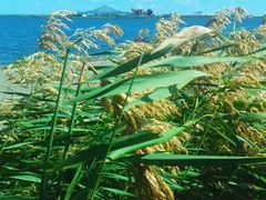 -呼兰河口湿地公园