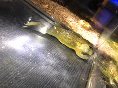 -萌宠奇缘