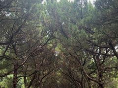 -南岳衡山风景名胜区-南岳大庙