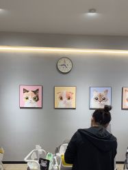 -洗脸猫·洗脸吧
