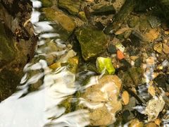 -三门江国家森林公园