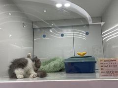 -1013 PET SHOP精品宠物商店(丁香店)