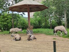 -大连森林动物园