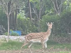 -不觉晓CAMPING(上海迪士尼营地店)