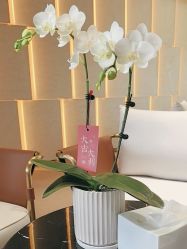 -上海华美医疗美容医院