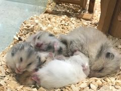 -momokira米努特·德文卷毛猫·棉花面纱犬