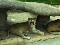 -北京野生动物园