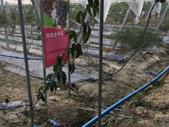 -广东花都香草世界旅游度假区
