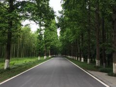 -黄海国家森林公园