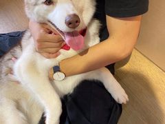 -Husky Go! 哈士奇体验馆·宠物咖啡厅狗咖