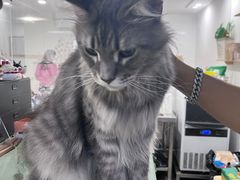 -楼上猫咖(罗湖店)