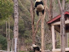 -卧龙中华大熊猫苑神树坪基地