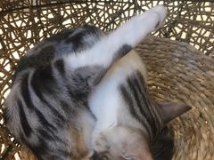 -飞行喵MR PILOT|猫舍·猫咖(静安大融城店)