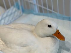 -怪兽屋·羊驼·猫咖·狗咖(俊华广场店)