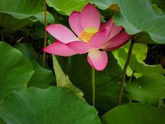 -石家庄市植物园