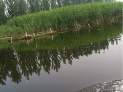 白洋淀水面-鲜鱼居饭店