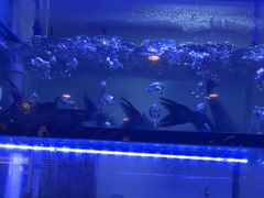 -云中鱼蒸汽石锅鱼(川沙百联店)