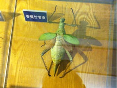 iphone_upload_pic-上海大自然野生昆虫馆