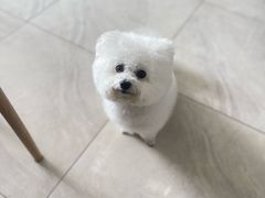 -福懋动物医院·犬猫全科·外科·重症科(杏林分院)