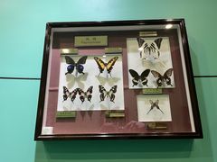 -上海昆虫博物馆