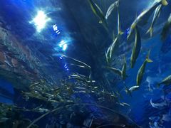 -华夏文旅海洋公园