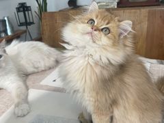 -吉丁鸟咖·异宠·寄养