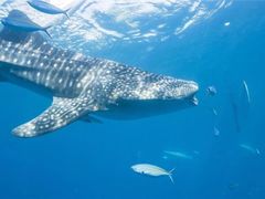 -烟台海昌鲸鲨海洋公园