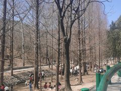 -白水寺森林公园