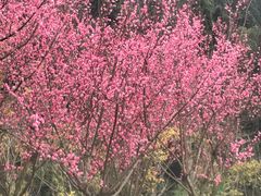 -花溪公园