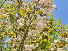 -长白岛森林公园