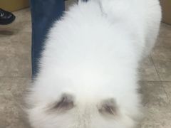 -美联众合动物医院·24h转诊中心