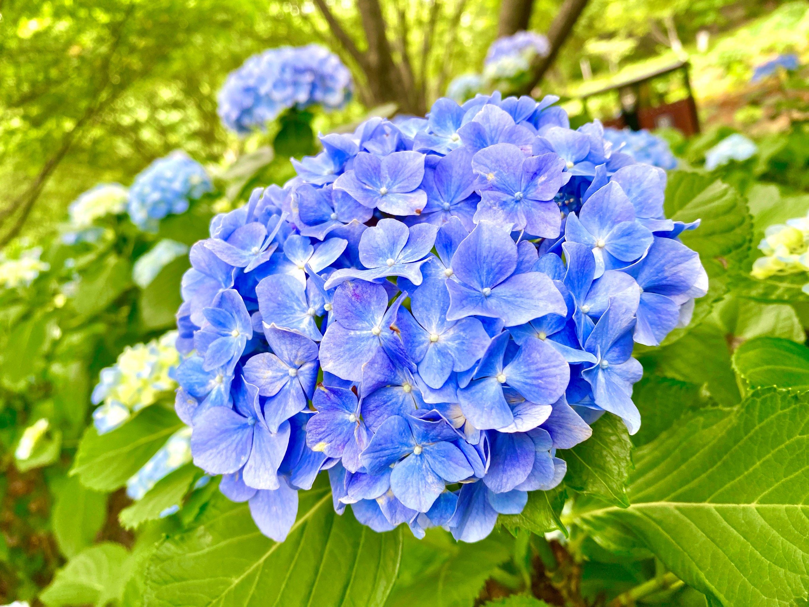 植物园的绣球花